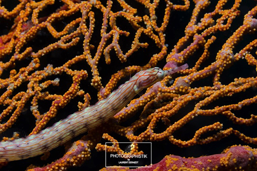 2012 PHILIPPINES - Moalboal - Syngnathe 2012 PHILIPPINES - Moalboal - Syngnathe